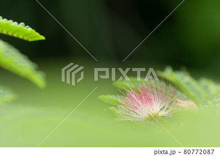 緑の前ボケの葉に一輪の合歓木の淡い回路の花 80772087
