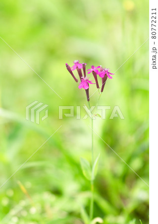 緑の背後ボケに右上に咲く赤色の小さな集団でさく虫取撫子 80772211