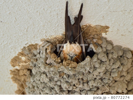 　巣が完成、産卵と抱卵が始まるコシアカツバメ 80772274