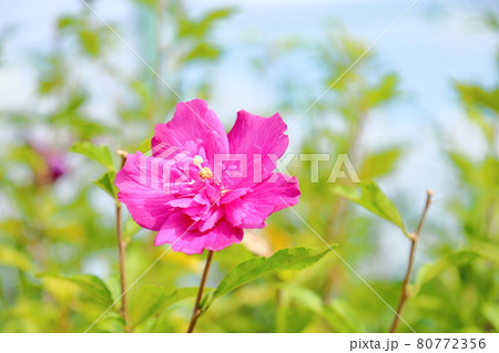ムクゲの花 80772356