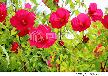 タイタンビカスの花 80772357