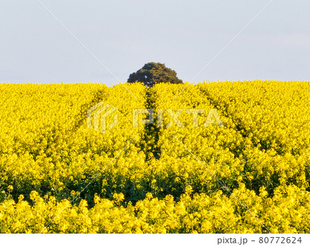 Canola field - Bellarine Peninsula Canola field - Bellarine Peninsula 80772624