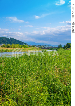 碓氷川 西毛総合運動公園付近 初夏の風景 碓氷川 西毛総合運動公園付近 初夏の風景 80773097