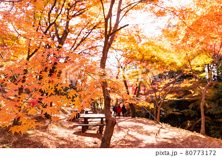 三重県四日市市 秋の宮妻峡の水沢もみじ谷の紅葉を楽しんで散策する人々の写真素材