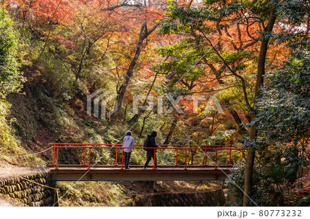 三重県四日市市　秋の宮妻峡の水沢もみじ谷の紅葉を楽しんで散策する人々 80773232