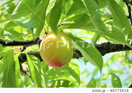 今はおいしそうに生っている桃、おそらく鳥にやられる 80773618