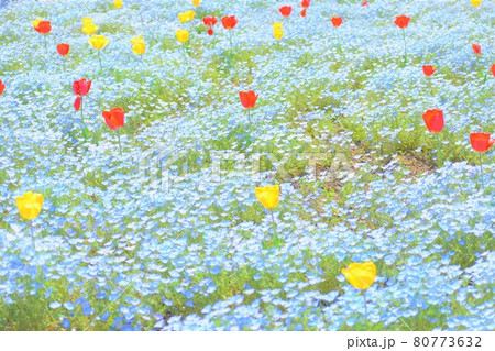 チューリップ畑 80773632