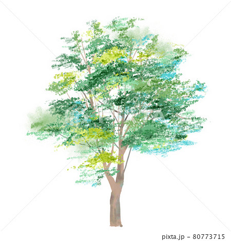 新緑の木 ソフトで水彩風に描いたイラストのイラスト素材 [80773715