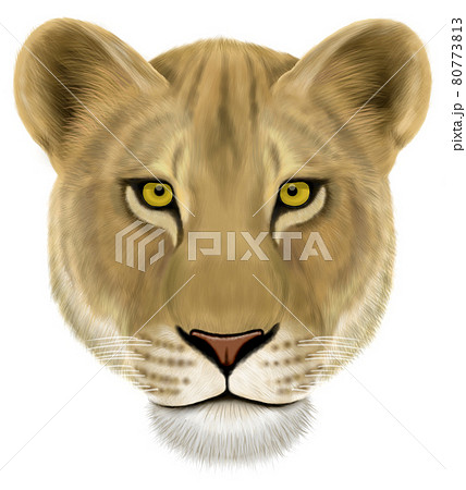 Lion Female Stock Illustration