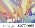 トロピカルな南国の植物 80774065