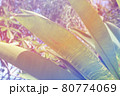 トロピカルな南国の植物 80774069