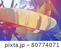 トロピカルな南国の植物 80774071
