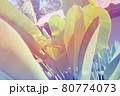 トロピカルな南国の植物 80774073