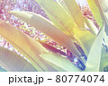 トロピカルな南国の植物 80774074