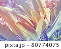 トロピカルな南国の植物 80774075