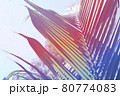 トロピカルな南国の植物 80774083