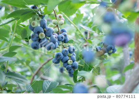 ブルーベリー農園でブルーベリー狩り ブルーベリーのクローズアップ ブルーベリー農園でブルーベリー狩り ブルーベリーのクローズアップ 80774111
