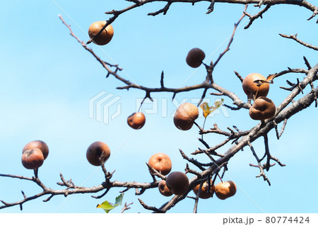 ヤマナシの実 80774424