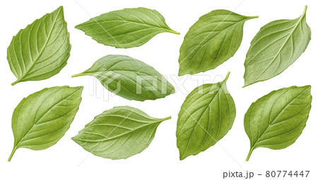 Basil leaves isolated on white background with clipping path 80774447