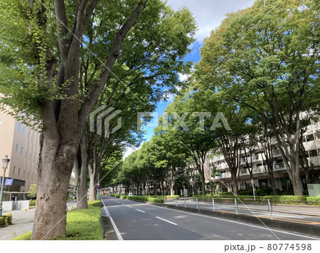 航空公園駅前から続く、ケヤキの並木道です。 80774598