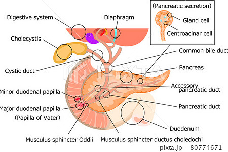 胆道 膵臓 肝臓 構造 イラスト 英語のイラスト素材
