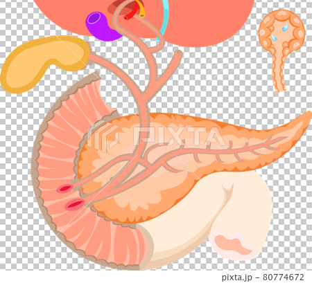 胆道　膵臓　肝臓　構造　イラスト 80774672