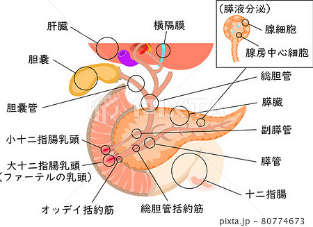 胆道 膵臓 肝臓 構造 イラスト 日本語のイラスト素材