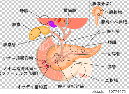 胆道　膵臓　肝臓　構造　イラスト　日本語 80774673