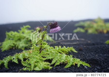 富士登山の風景、高山植物 富士登山の風景、高山植物 80774725