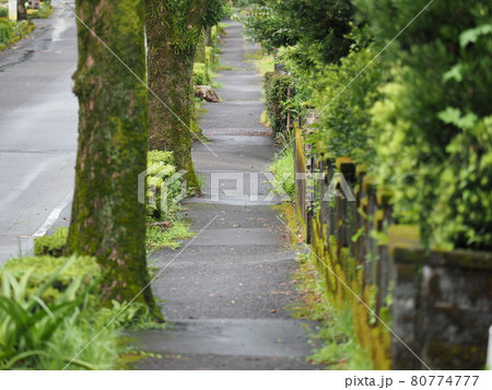 雨の散歩道の写真素材 [80774777] - PIXTA