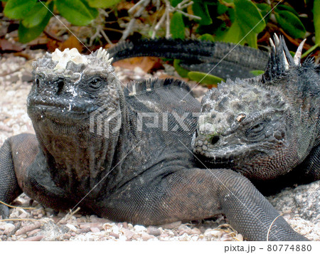 ウミイグアナ 80774880