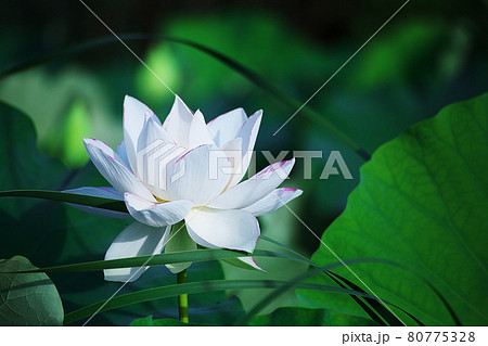 白蓮 白蓮 80775328