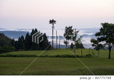 真夏の早朝 松之山湯山の棚田より越後の山並みと雲海を見下ろす 真夏の早朝 松之山湯山の棚田より越後の山並みと雲海を見下ろす 80775799