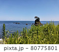 夏の小島と叢 80775801