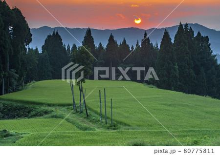 夏の早朝 松之山湯山の棚田に日が昇る 夏の早朝 松之山湯山の棚田に日が昇る 80775811