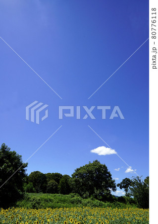ひまわり畑と夏空 80776118