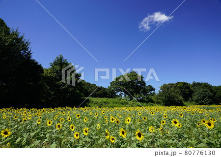 ひまわり畑と夏空 80776130