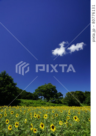 ひまわり畑と夏空 80776131