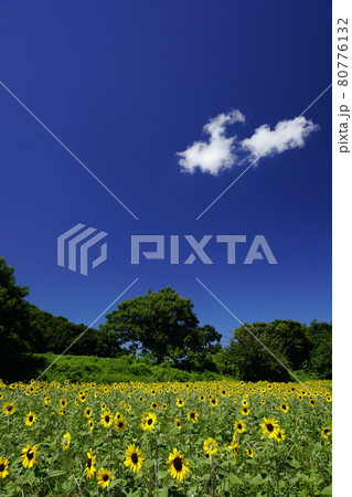 ひまわり畑と夏空 80776132