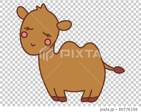 camel 80776198