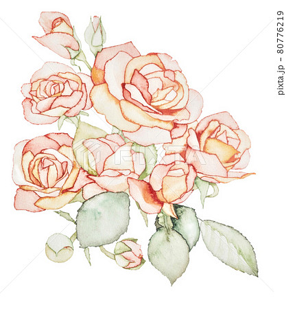 バラの花のイラスト 80776219