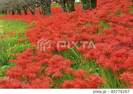 吉見町さくら堤に咲くヒガンバナの花 80776267