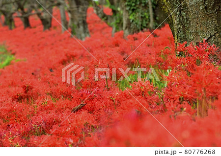 吉見町さくら堤に咲くヒガンバナの花 80776268