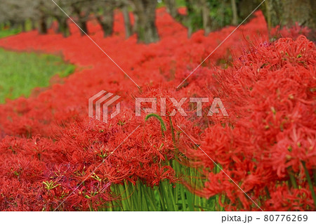 吉見町さくら堤に咲くヒガンバナの花 80776269
