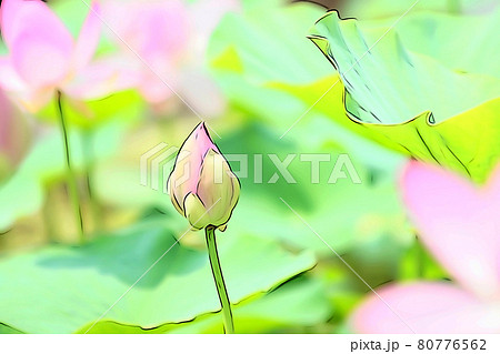 パステル調 ハスの花 蕾 イラストイメージのイラスト素材