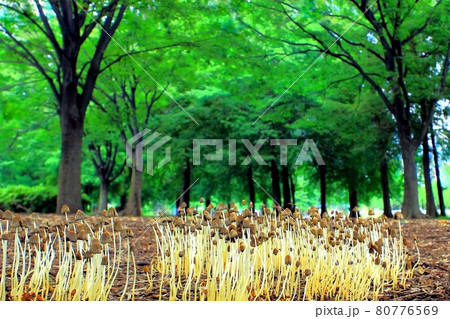 ヒメヒガサヒトヨタケが群生 80776569