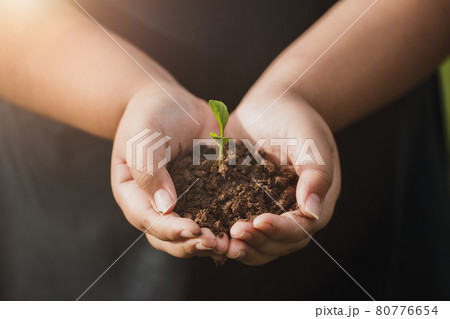 CSR concept and business planting saplings of trees. 80776654