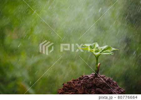 Young konjac plant with the rain Young konjac plant with the rain 80776664