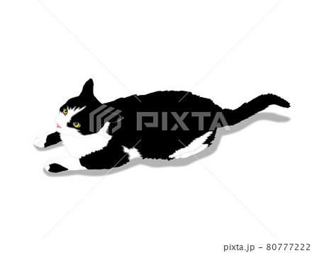 黒白猫 80777222