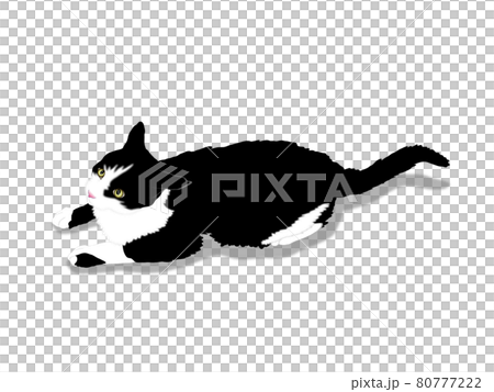 Black and white cat 80777222